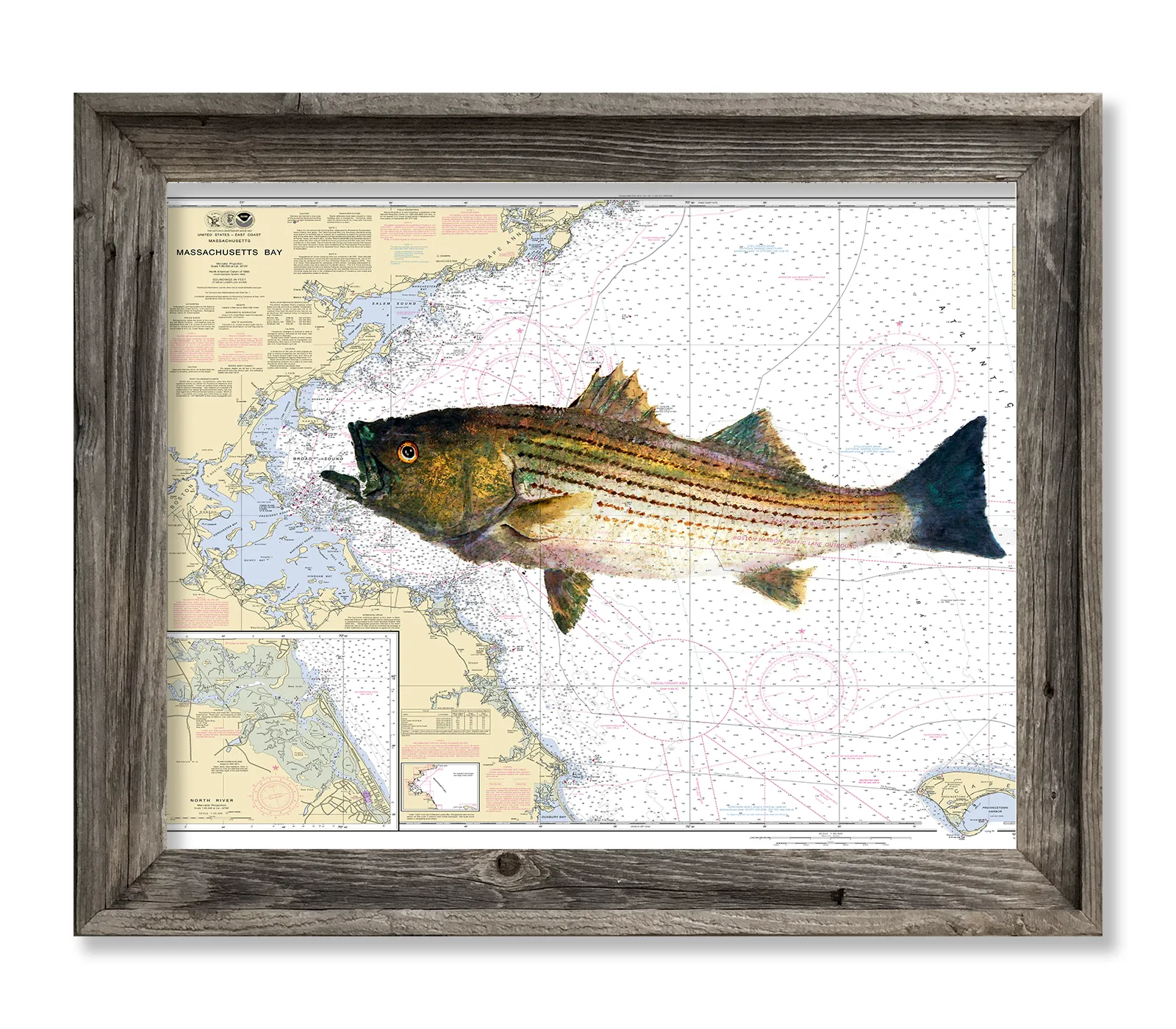 Massachusetts bay with Striped bass