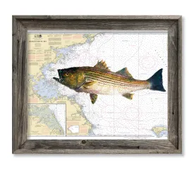 Massachusetts bay with Striped bass