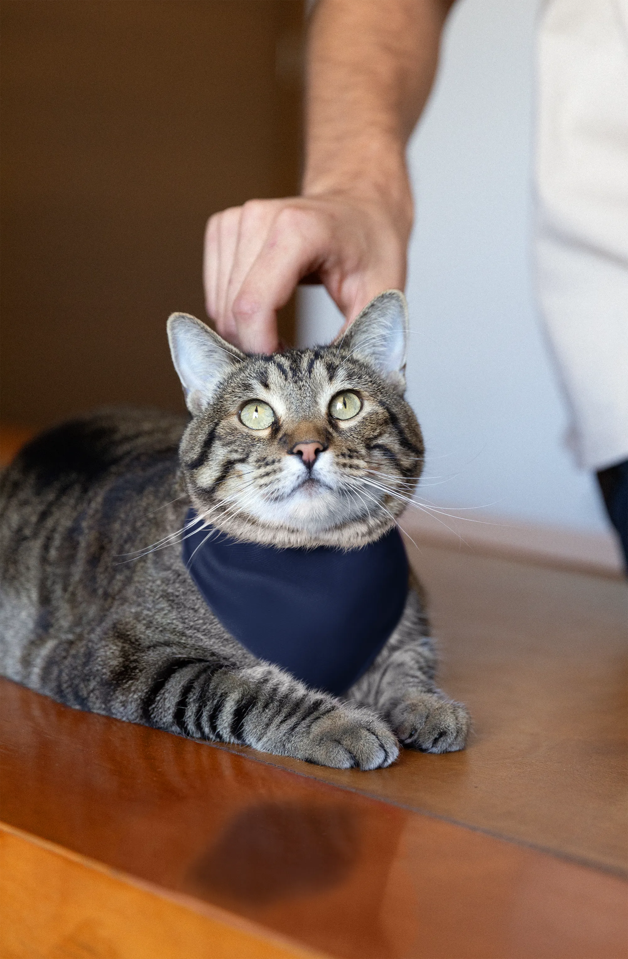 Navy Blue Pet Bandana